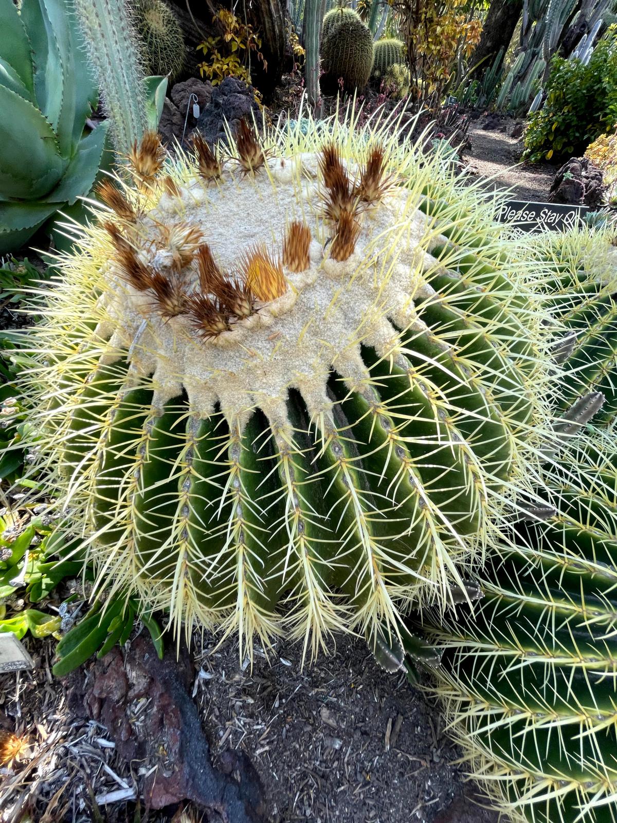 Spherical plant with ridges and yellow spine-like growths
