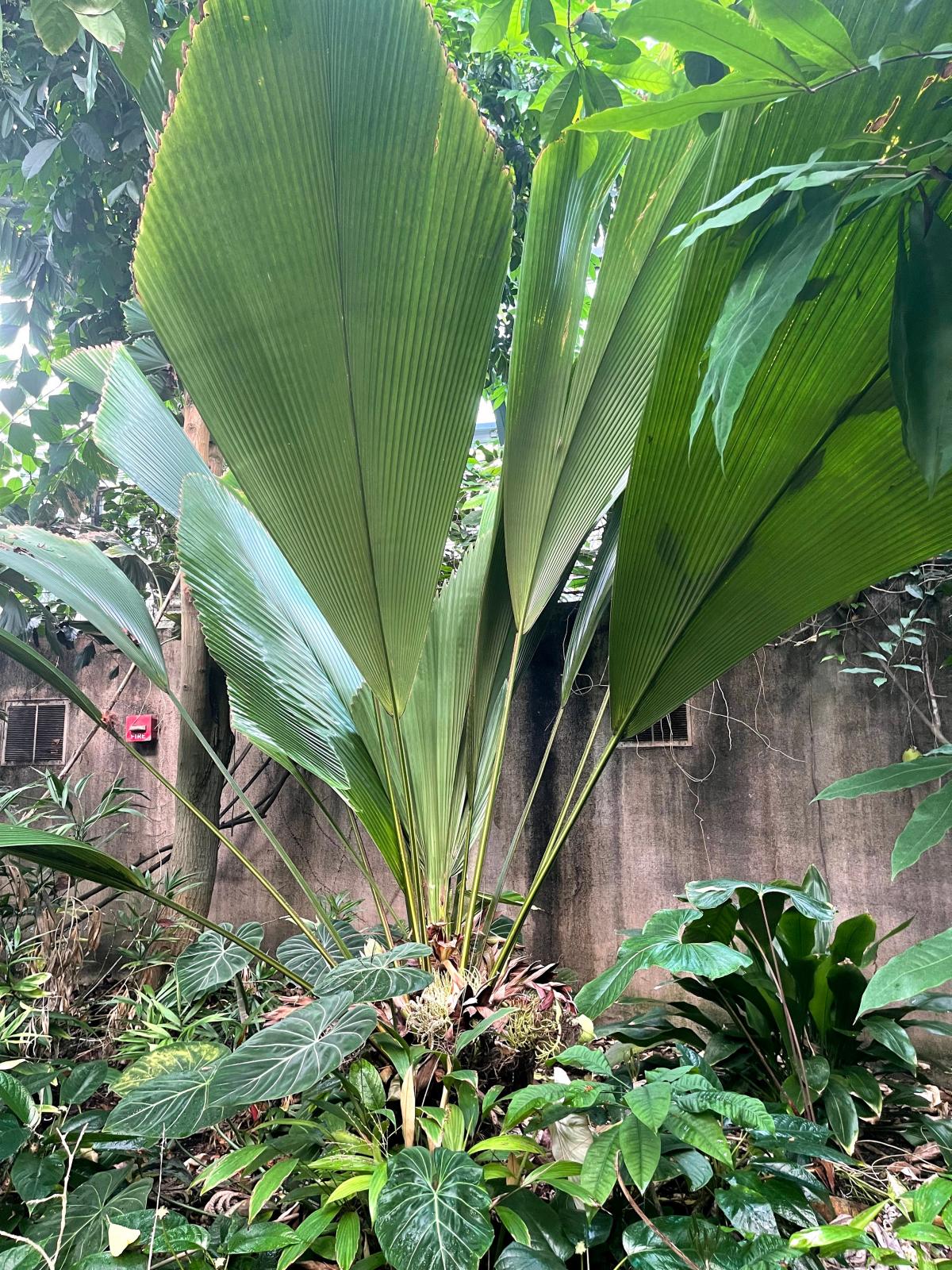 Large plant with a short stem and tall vertical green leaves