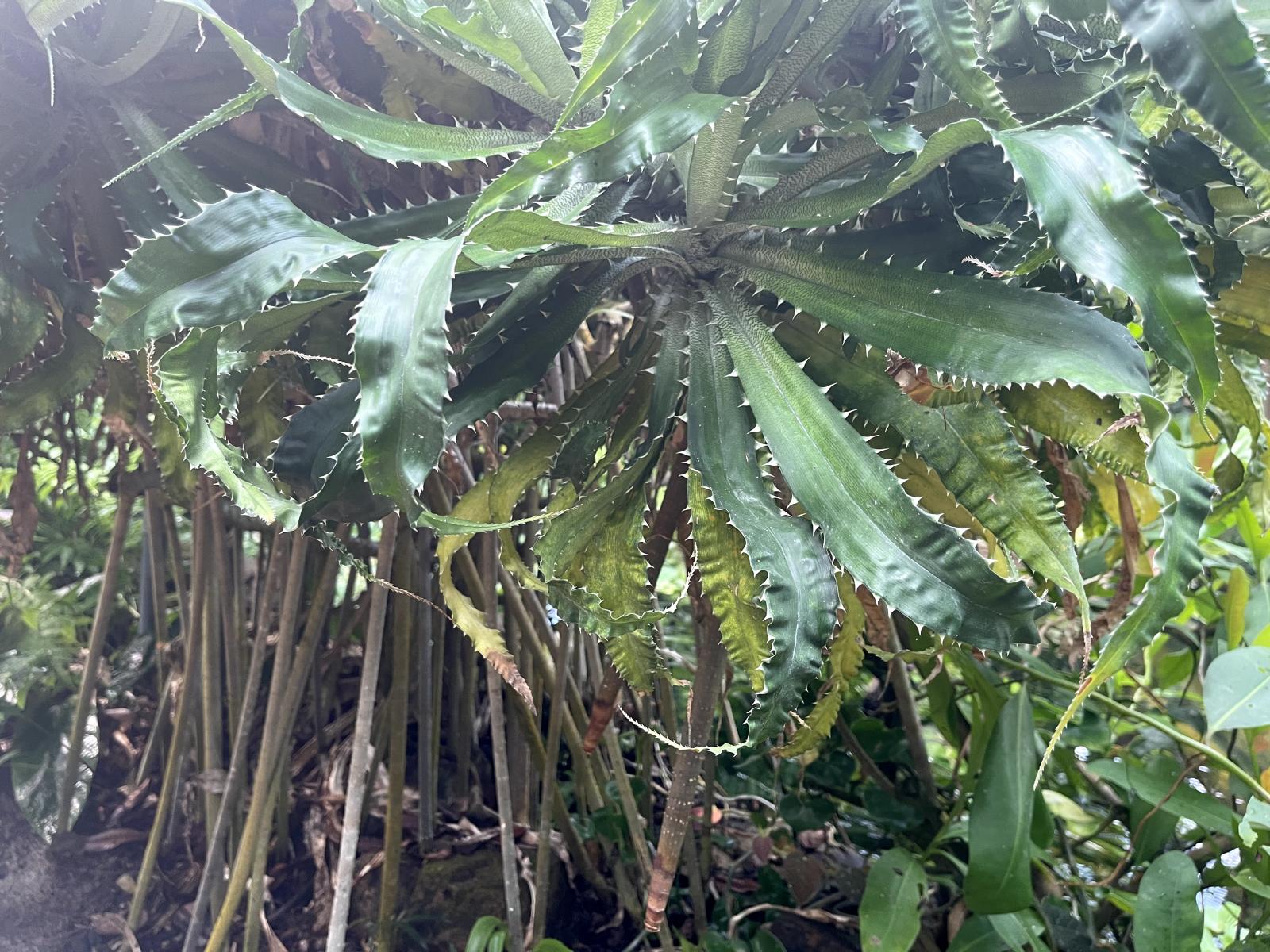 Plant with long overlapping dark green leaves with spine-like growths on the edges. The plant has stick-like roots connecting the leaves to the soil.
