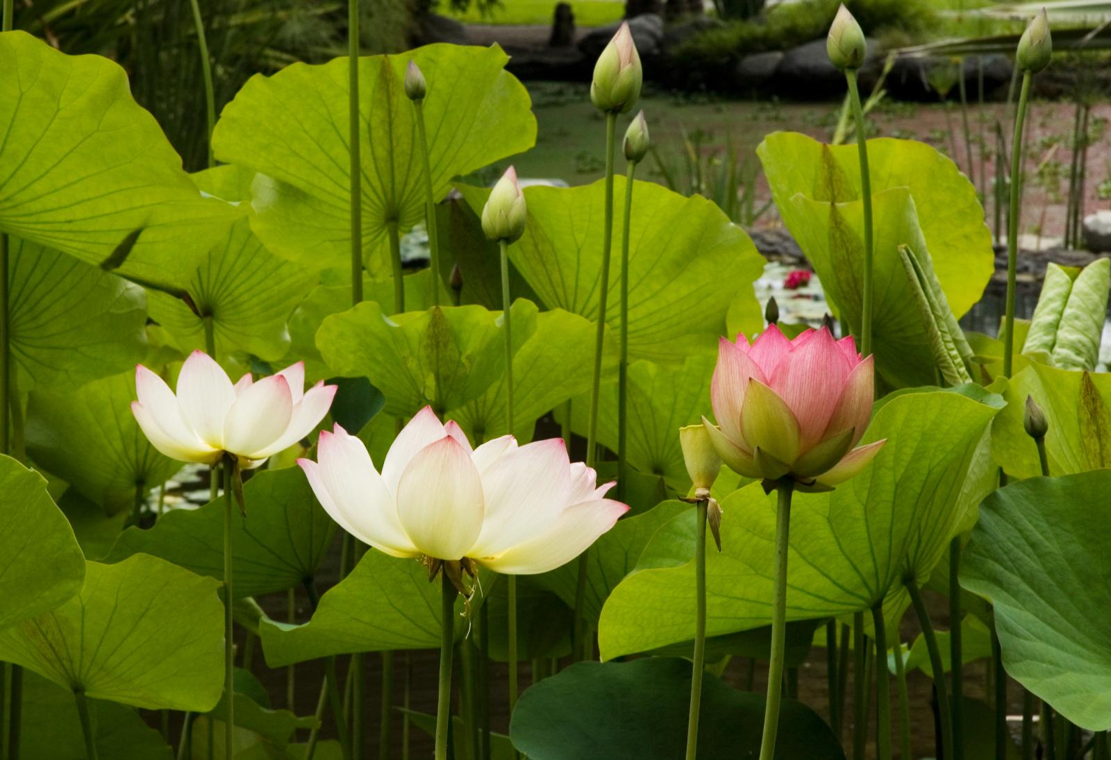 Multiple pink flowers and circular green leaves emerging from the water