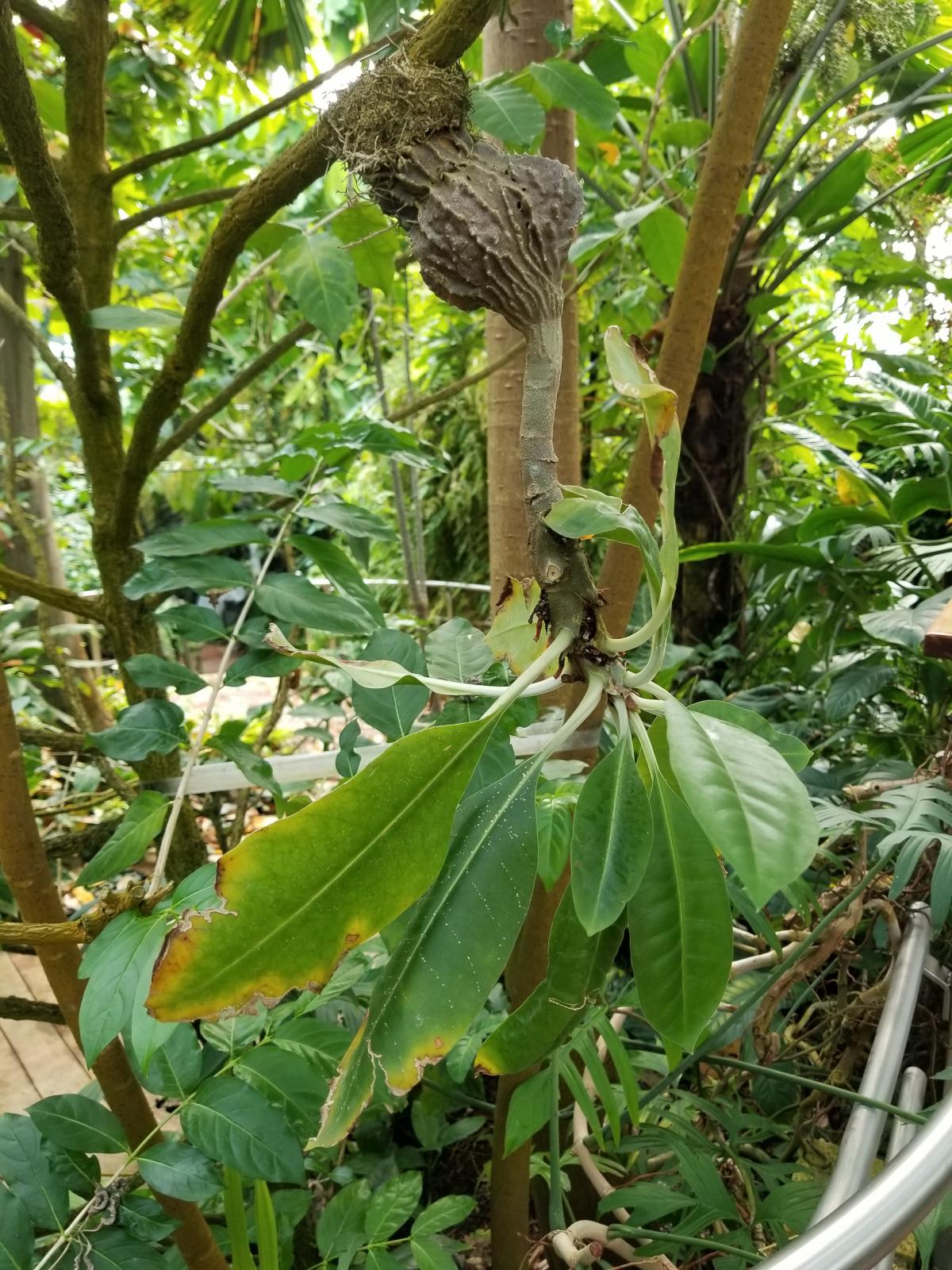 Plant with its roots attached to a branch. The plant is growing downward.
