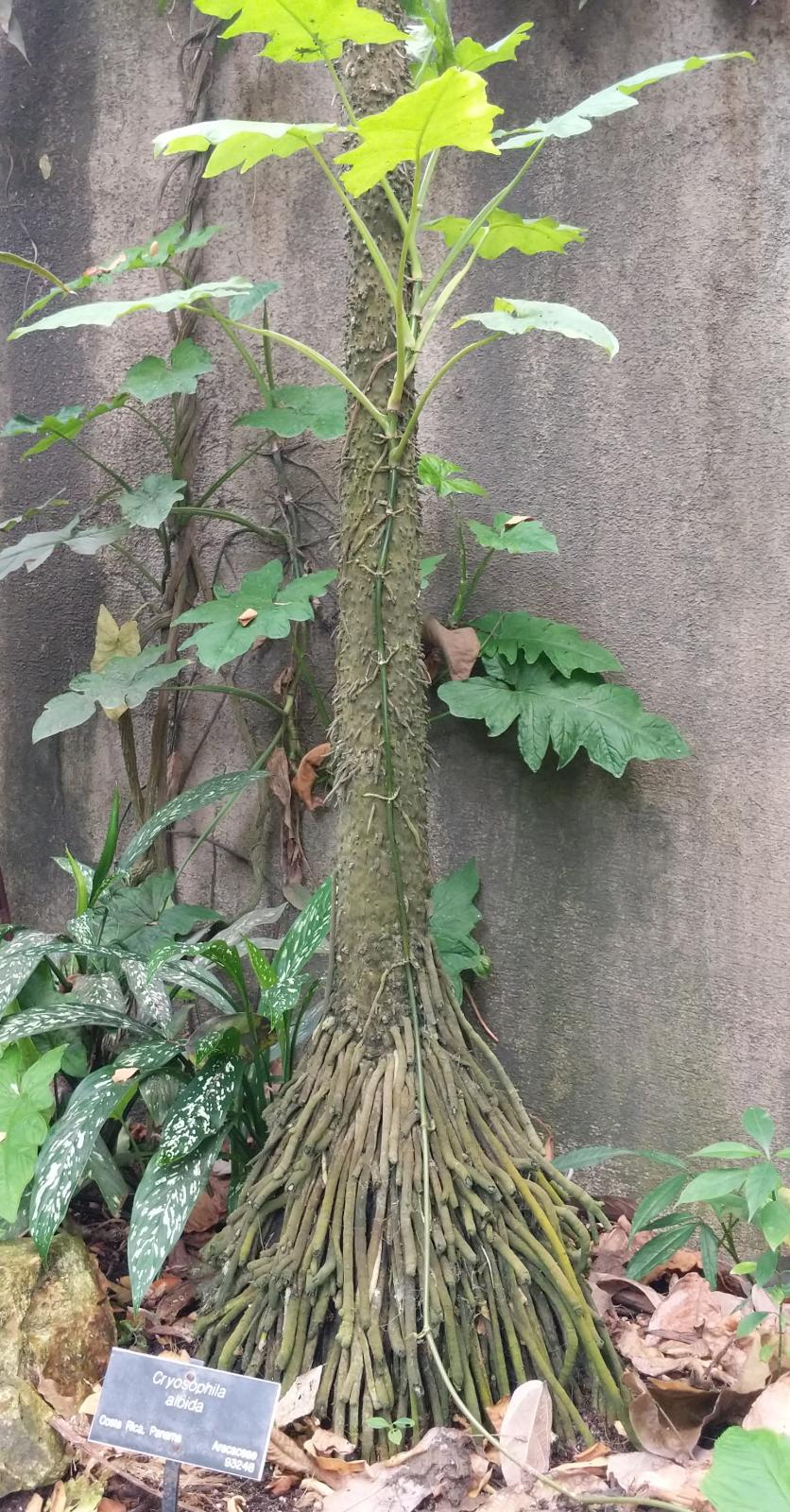 Tree growing in front of a concrete wall. The tree is growing out of the frame of the photo. A green epiphyte is attached to the plant.