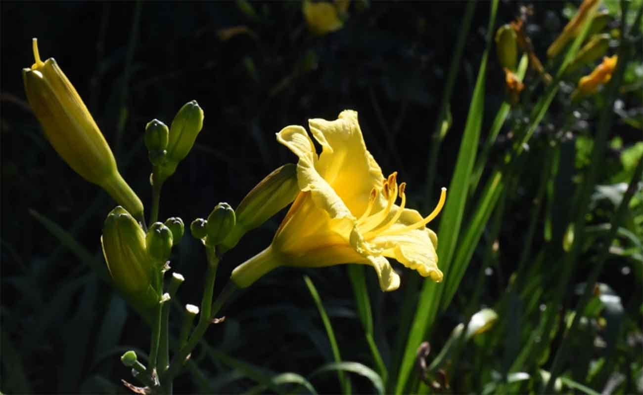Yellow flower in bloom