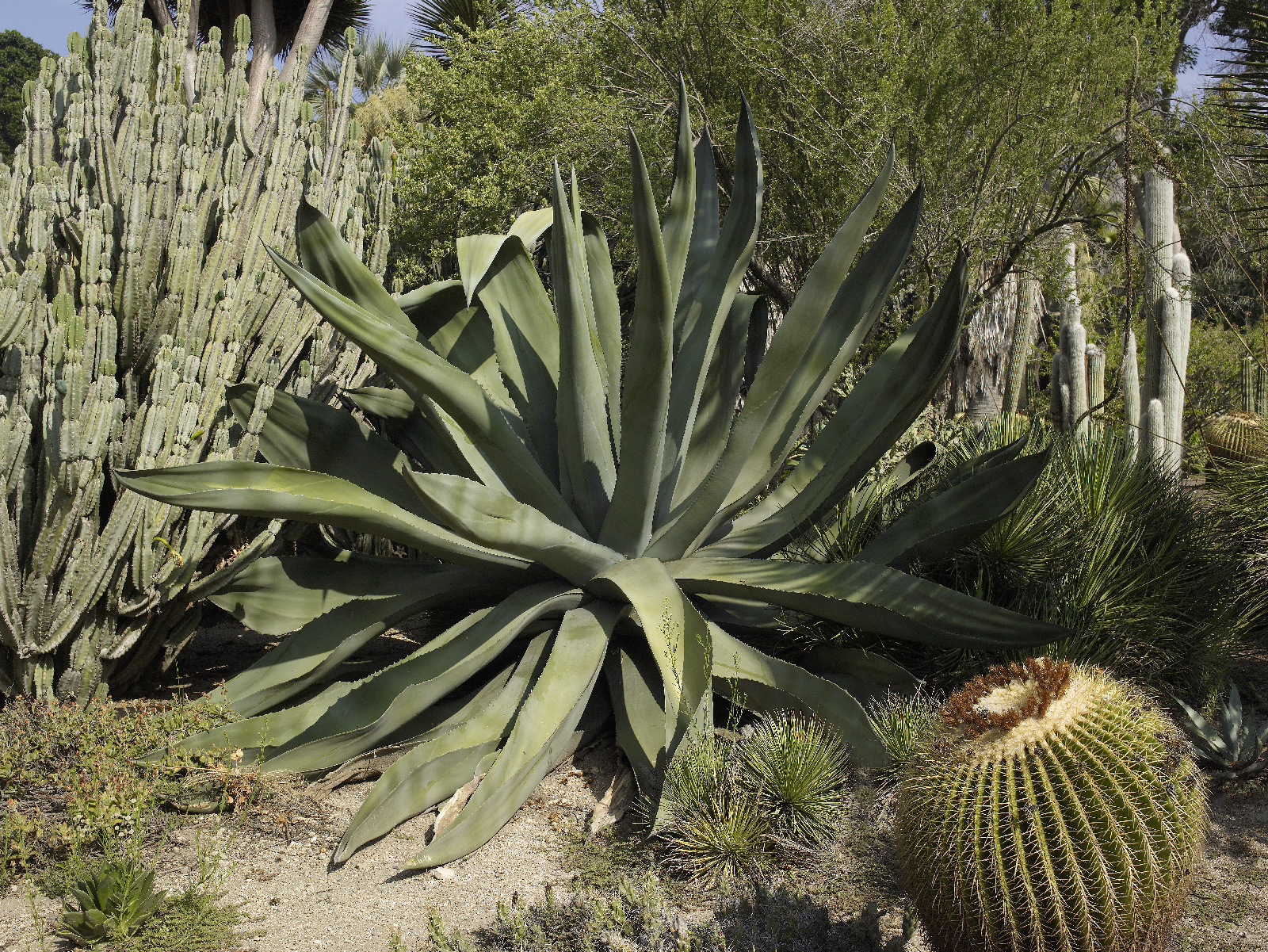 various desert plants