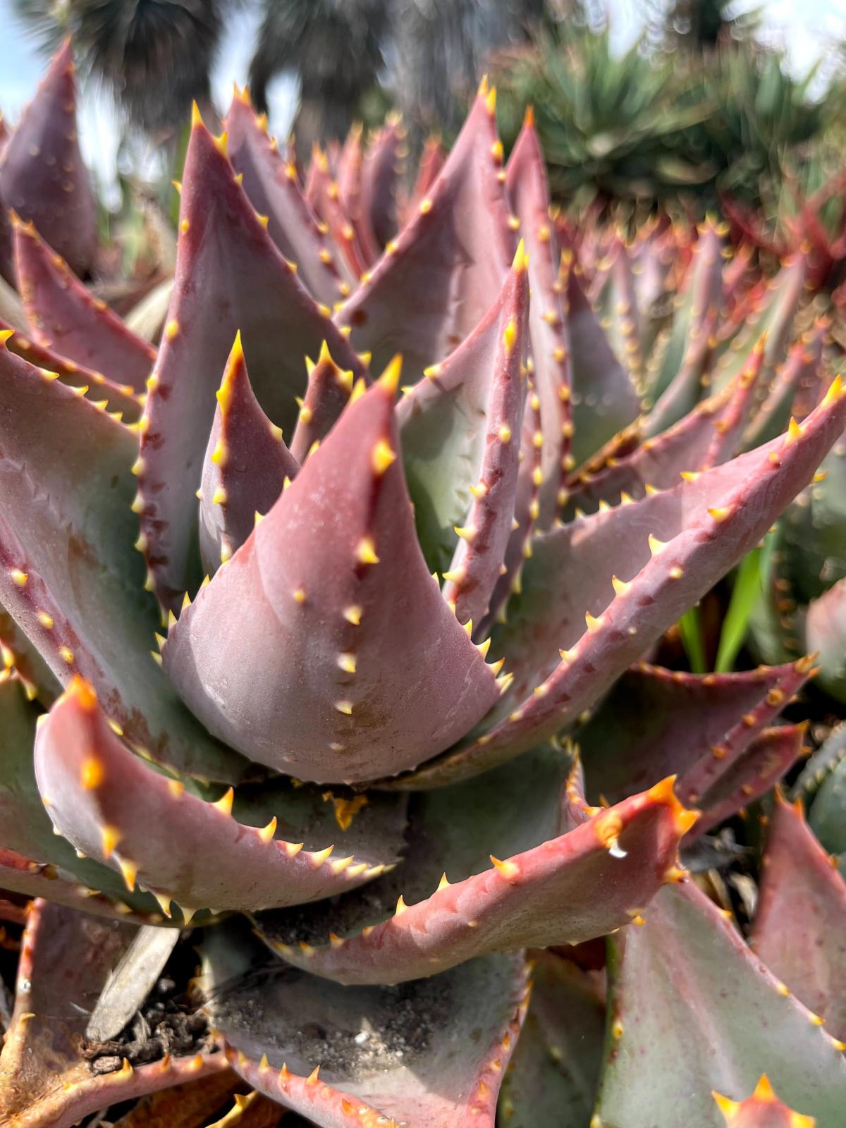 Plant with reddish grey succulent leaves. The leaves have yellow teeth on the edges and on the underside ridge.