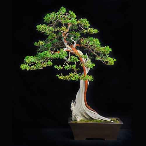 California juniper bonsai tree 