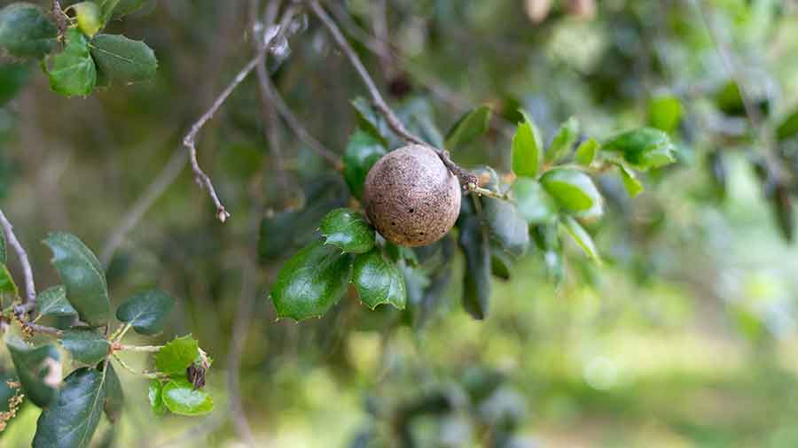 An oak gall with visible wasp larvae exit holes sits on the branch of a healthy oak on the grounds of The Huntington. Photo by Aric Allen.