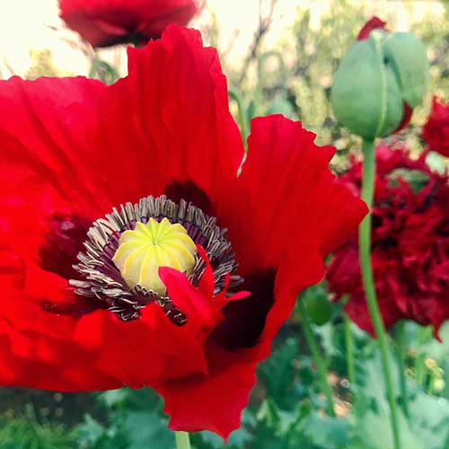 Red poppies in the Herb Garden