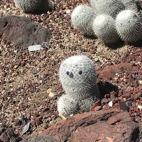 Cactus with googly eyes