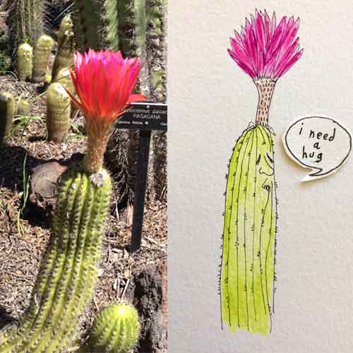Cactus in the Desert Garden and a drawing of the same cactus with speech bubble