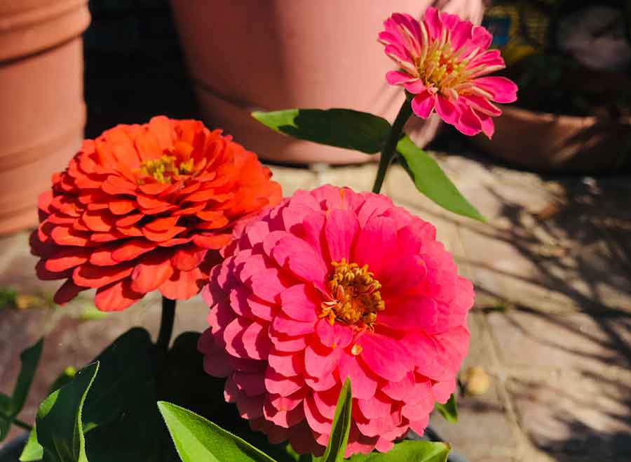 Pink zinnias