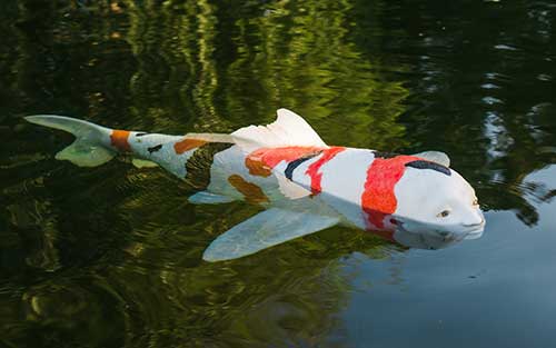 Koi-shaped sculpture in lake