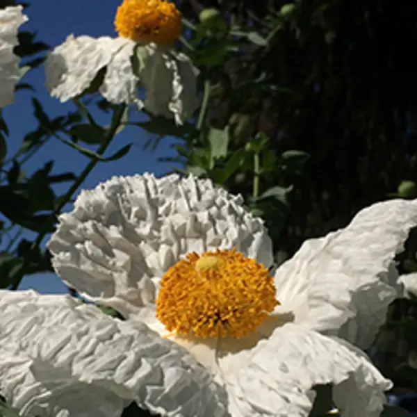California native plant Matilija poppy, used as a thumbnail image for Verso article