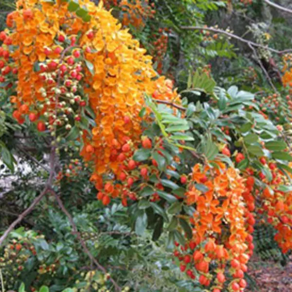 Orange to yellow flowers bundles drape down like pom-poms amidst stalks of green leaves. Among the flowers are red to red to red orange-tinted fruits.