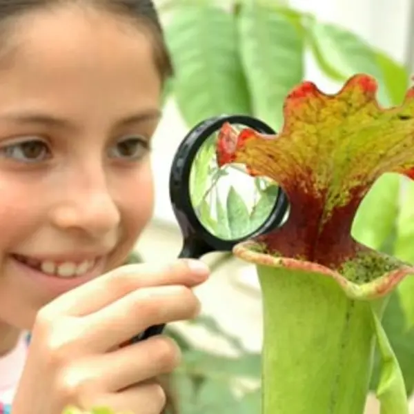 Young girl uses magnifying glass to look at plant.