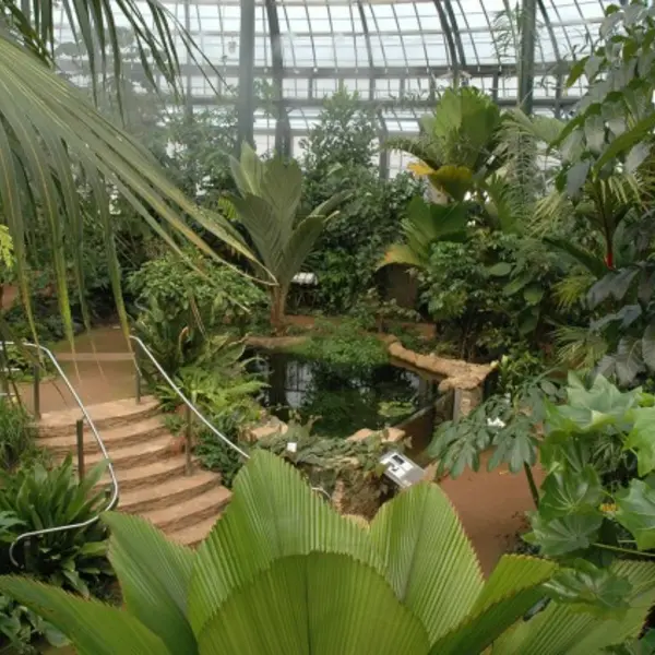 plants inside conservatory
