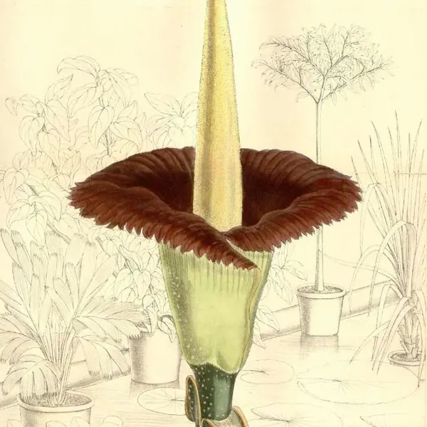 drawing of corpse flower, Curtis Magazine