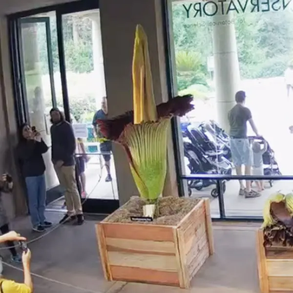 two corpse flowers side by side