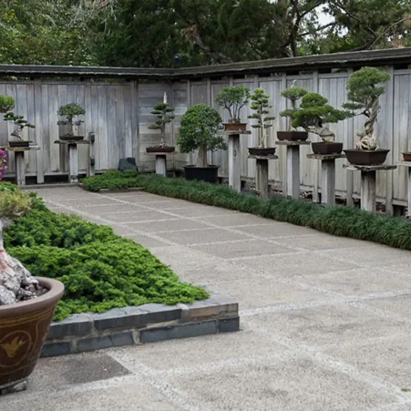 A walled garden courtyard lined with bonsai trees on wooden pedestals.
