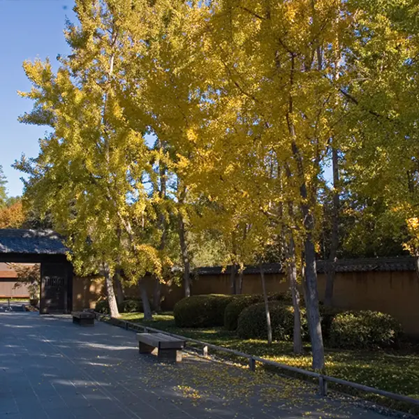 Yellow Ginkgo trees above a wide walkway in a walled courtyard.