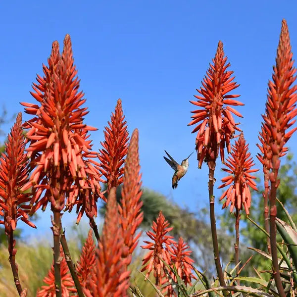 A hummingbird hovers near a blooming aloe plant.