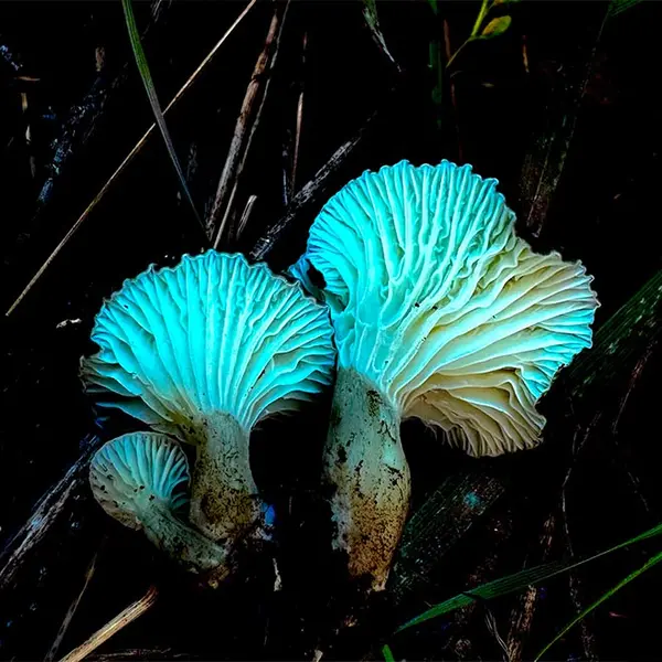 Fluorescent blue mushrooms bloom among dark brush.