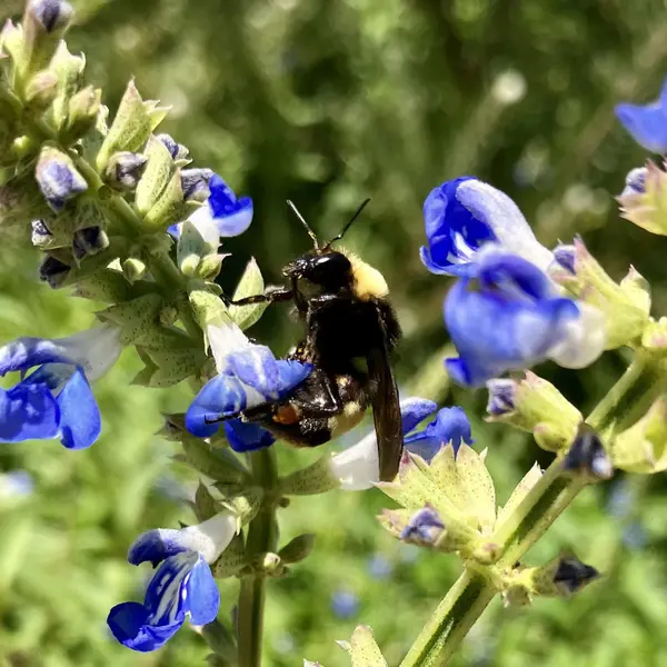A large bumblebee on a blue salvia flower.