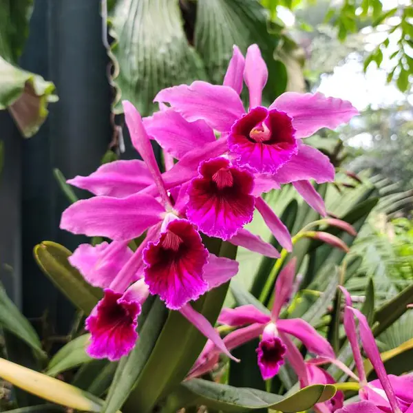 A group of bright pink Cattleya Orchid flowers stand against a backdrop of green foliage.