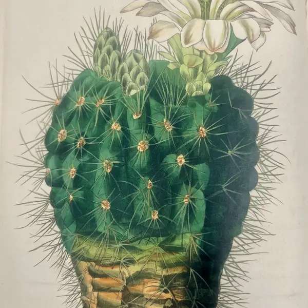 An illustration of a round green cactus with many spikes and a large white flower on top.