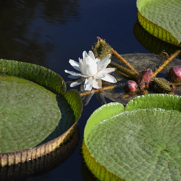 A large white lily flower near green leaves in water.