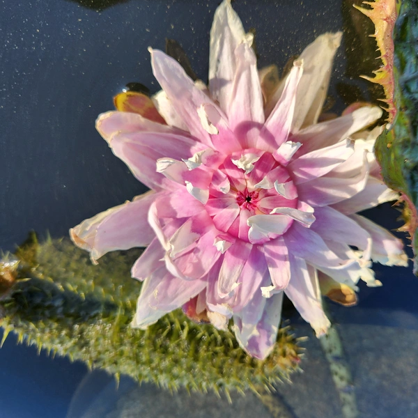 A large pink lily flower near green leaves in water.