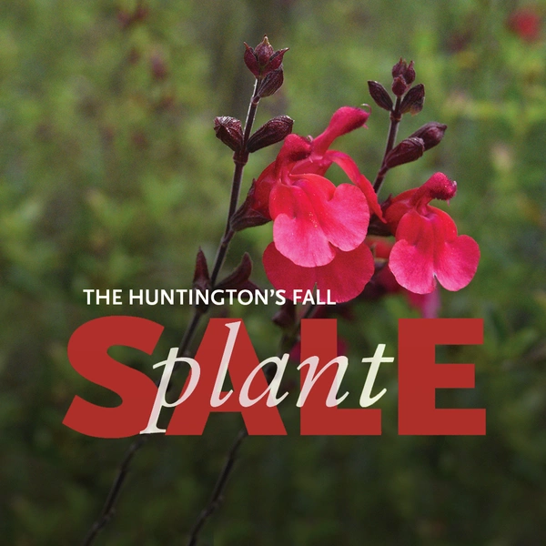 A red flower on a green background, text in the foreground reads "The Huntington's Fall Plant Sale."