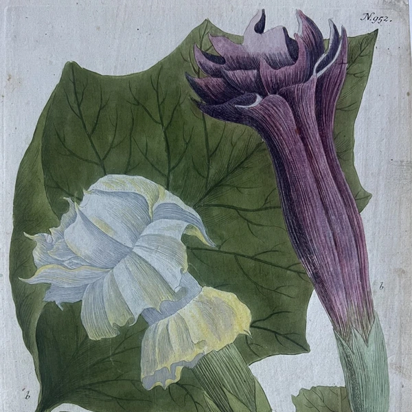 A botanical illustration of a large leaf with two flowers in the foreground, one purple and one white.