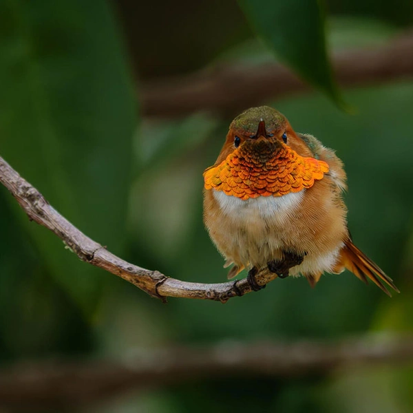 A hummingbird sits on a small branch.