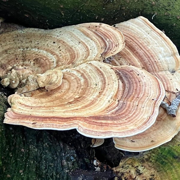 A flat mushroom with growth patterns that look like tree rings.