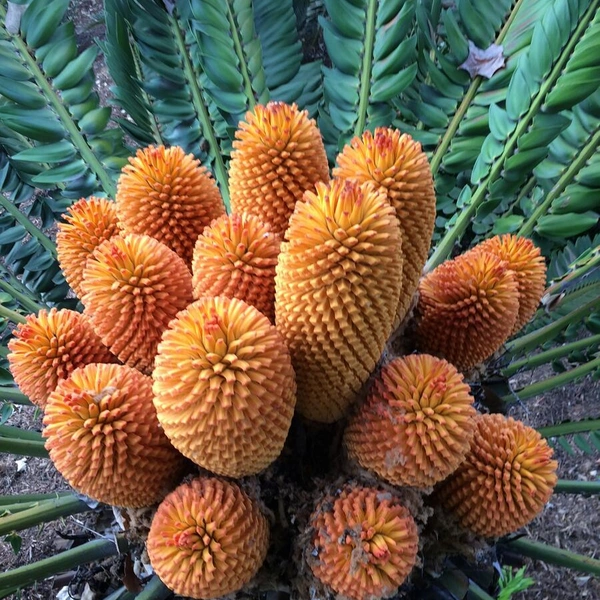 A bouquet of orange cones sits among the green leaves of a large plant.