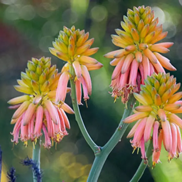 Four culsters of aloe flowers from yellow-green to coral pink.