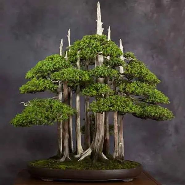 Goshin bonsai