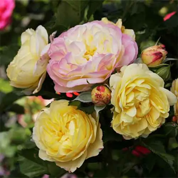 Huntingtons 100th rose, pink and yellow