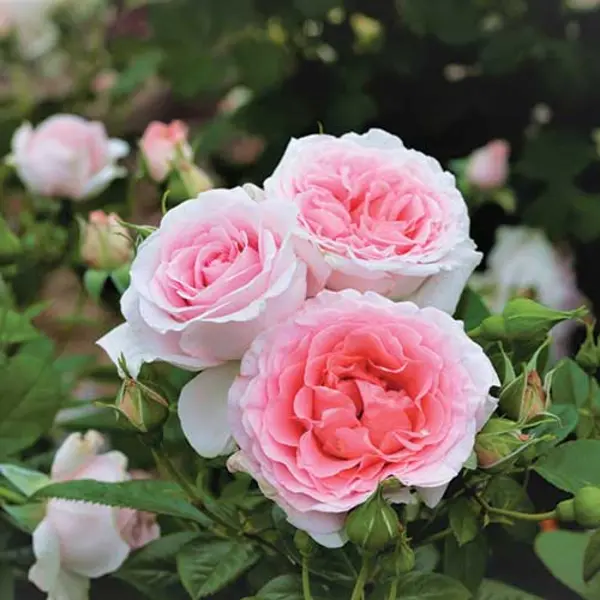 The pink and white rose hybrid ‘Peace & Harmony’ in full bloom.