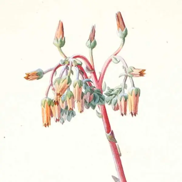 Watercolor illustration of plant