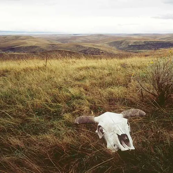 cow skull in grasslands