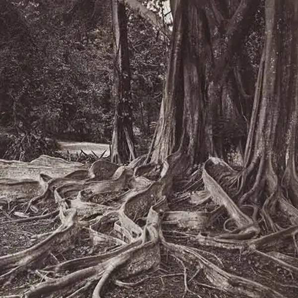 b/w etching of tree with roots