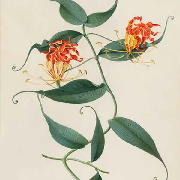 Watercolor of climbing lily