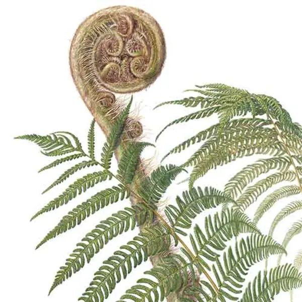 Botanical drawing of fern