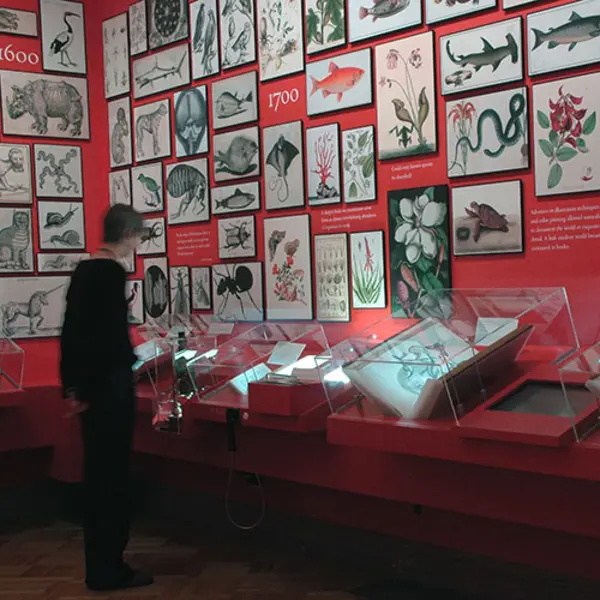 visitor looking at display in a gallery