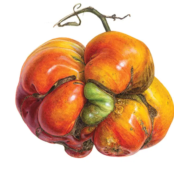 Drawing of heirloom tomato