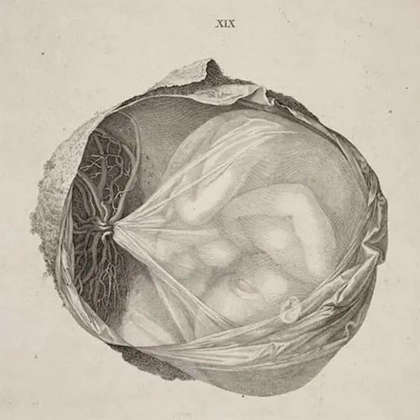 Illustration of a fetus in the womb from Samuel Thomas von Soemmerring’s Icones embryonum humanorum, 1799