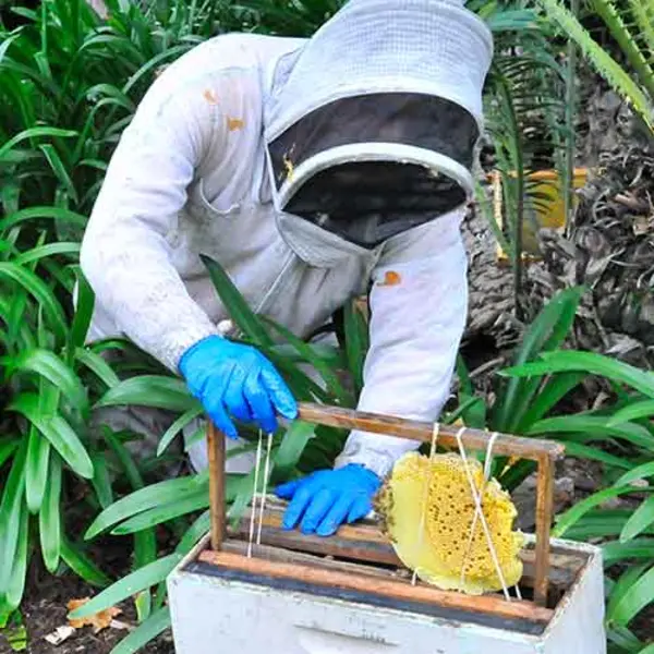 Bee keeper taking out honeycomb