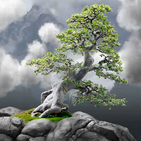 bonsai tree in front of clouds
